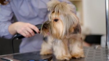 Profesyonel saç kesimi ve köpek bakımı. Yorkshire Teriyeri kuaförde..
