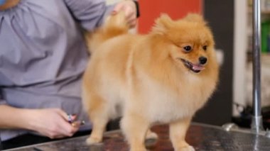 Köpekleri tımar eden Spitz Pomeranian kulübede