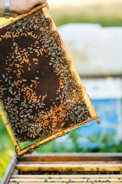 Arı yetiştiricisi kovanı açar, arılar kontrol eder, bal kontrol eder. Arıcı bal peteğini keşfediyor.