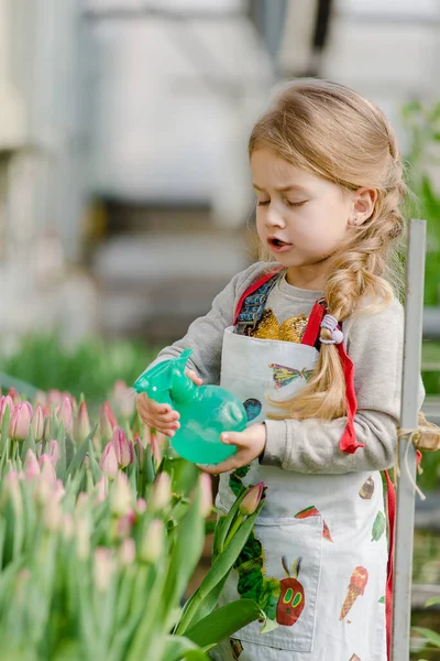Маленькая Девочка Весной Поливает Тюльпаны Водой Теплице — стоковое фото