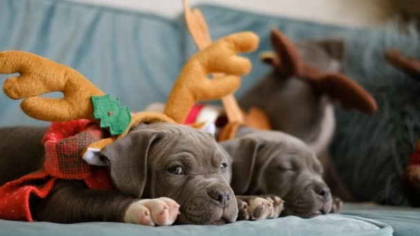 Filhotes Cachorro American Bully Jazem Sofá Antes Natal Filhotes Bully — Vídeo de Stock