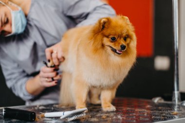 Köpekleri tımar eden Spitz Pomeranya köpeği kulübede. Köpek için profesyonel bakım..
