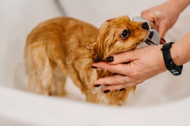 Köpekleri tımar eden Spitz Pomeranya köpeği kulübede. Köpek için profesyonel bakım..