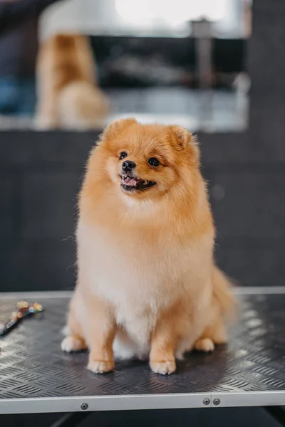 Grooming Hundar Spitz Pommerska Kabinen Professionell Vård För Hunden — Stockfoto