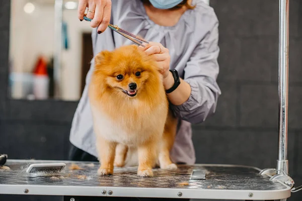 grooming dogs Spitz Pomeranian in the cabin. Professional care for the dog.