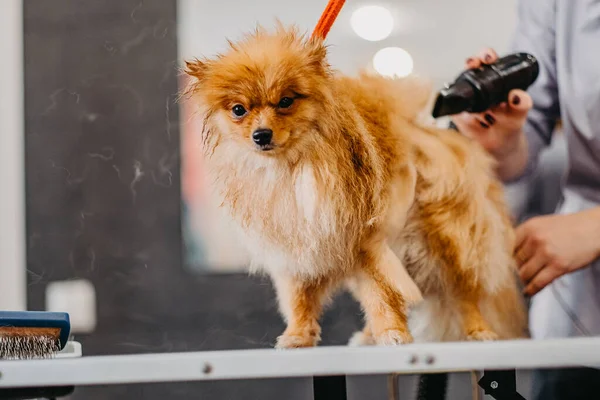 Soins Professionnels Pour Chien Pomeranian Spitz Dans Salon Toilettage Séchage — Photo