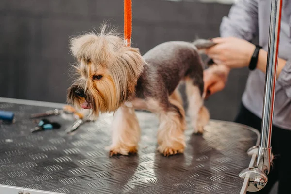 Cheveux Professionnels Soins Pour Chiens Yorkshire Terrier Dans Salon Toilettage — Photo