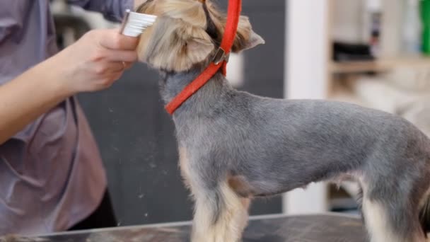 Επαγγελματική Κούρεμα Και Φροντίδα Σκυλιών Yorkshire Terrier Στο Σαλόνι Καλλωπισμού — Αρχείο Βίντεο