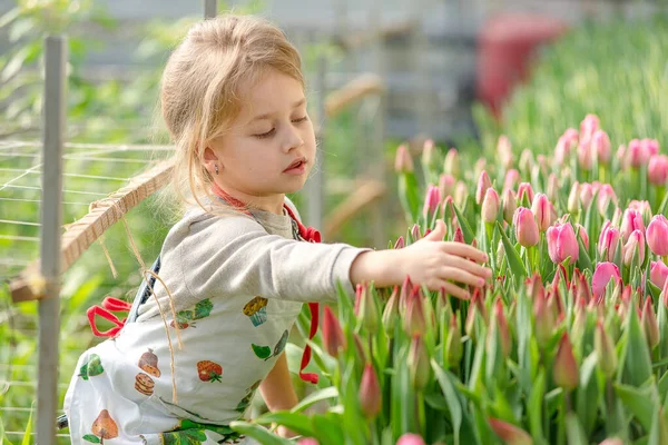 Little Girl Picks Tulips Greenhouse Spring Stock Picture
