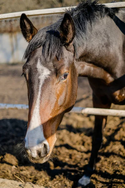 Een Sporthengst Staat Een Kraal Bij Stal — Stockfoto