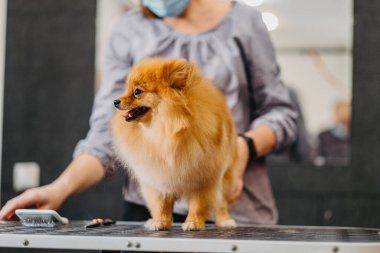 Köpekleri tımar eden Spitz Pomeranya köpeği kulübede. Köpek için profesyonel bakım..