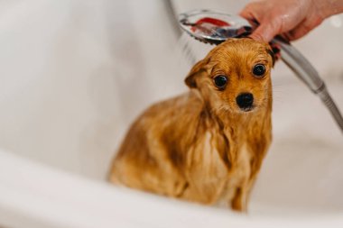 Köpekleri tımar eden Spitz Pomeranya köpeği kulübede. Köpek için profesyonel bakım..