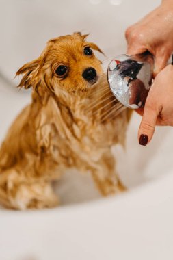 Köpekleri tımar eden Spitz Pomeranya köpeği kulübede. Köpek için profesyonel bakım..