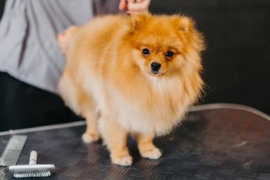 Köpekleri tımar eden Spitz Pomeranian kulübede