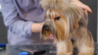 Profesyonel saç kesimi ve köpek bakımı. Yorkshire Teriyeri kuaförde..