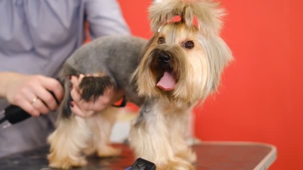 Professioneller Haarschnitt Und Hundepflege Yorkshire Terrier Pflegesalon — Stockvideo