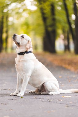 Sonbaharda parkta yürüyüş için bir Labrador av köpeğinin portresi..