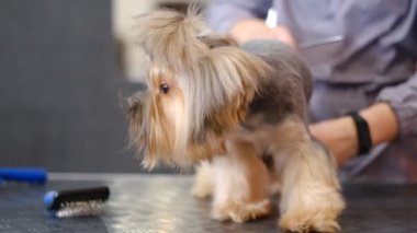 Profesyonel saç kesimi ve köpek bakımı. Yorkshire Teriyeri kuaförde..
