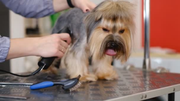 Επαγγελματική κούρεμα και φροντίδα σκυλιών Yorkshire Terrier στο σαλόνι καλλωπισμού. — Αρχείο Βίντεο