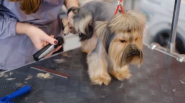 Profesyonel saç kesimi ve köpek bakımı. Yorkshire Teriyeri kuaförde..