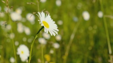 Papatyalar yaz mevsiminde bir çayırda çiçek açtı..