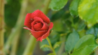Yazın bahçede kırmızı bir gül açtı..