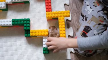 Soruna bir çözüm ara. Labirentten çıkmanın bir yolunu arıyorum. Hamster bir çıkış yolu bulmak için labirentte dolanıyor..
