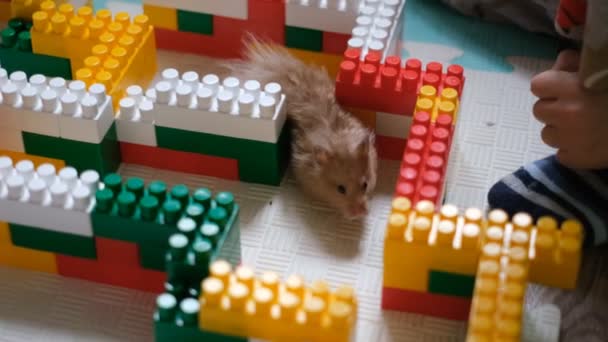 Zoek naar een oplossing voor het probleem. Een uitweg uit het doolhof vinden. De hamster dwaalt door het doolhof op zoek naar een uitweg. — Stockvideo