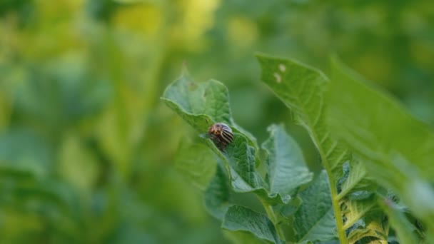 コロラドのジャガイモ甲虫幼虫は夏に畑にジャガイモの葉を食べます 害虫はジャガイモの葉を食べる — ストック動画