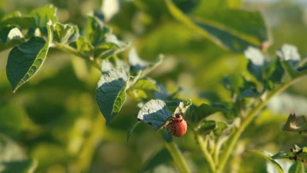 コロラドのジャガイモ甲虫幼虫は夏に畑にジャガイモの葉を食べます。害虫はジャガイモの葉を食べる. — ストック動画