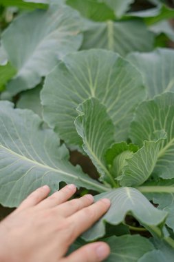 Genç lahana baharda bir yatakta büyür.