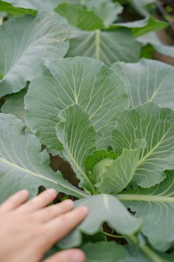 Genç lahana baharda bir yatakta büyür.