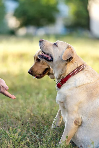 Två labrador retriever hundar ger en tass till sin ägare i parken för en promenad. — Stockfoto