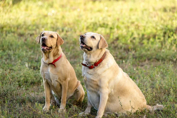 İki Labrador Retriever parkta çimlerde oturuyor..