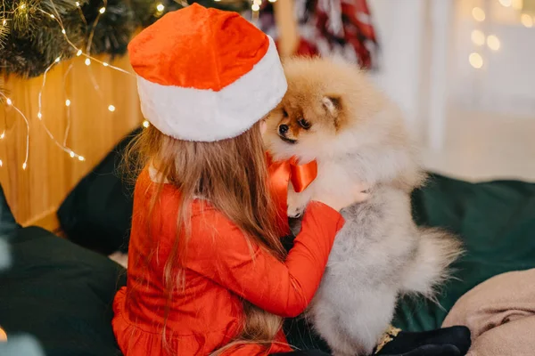 En välkomstpresent till jul en pommersk valp. En söt liten flicka fick en valp som julklapp. Gåvans glädje. Lyckligt barn. — Stockfoto