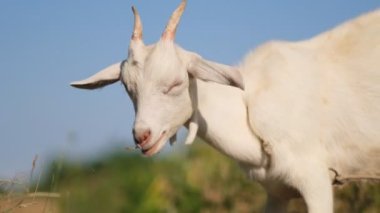Genç beyaz keçi yaz otlağında ot yer. Beyaz keçi çayırda otluyor..