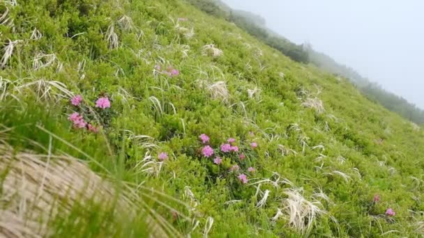 Blühende Bergflora. Reisen Sie in die Alpen. Rosa Rhododendron blühte in den Karpaten. — Stockvideo