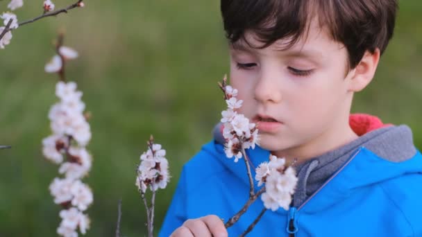 Egy gyerek sétál a parkban tavasszal, és cseresznyevirágokat szimatol.. — Stock videók
