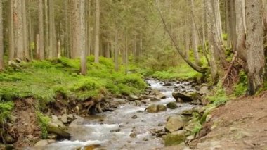 Eski bir kozalaklı ormandaki fırtınalı orman deresi.