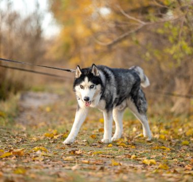 Sonbaharda en sevdiğiniz köpeğinizle parkta yürüyüş yapmak. Köpeğinle parkta sonbahar yürüyüşü..