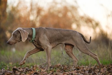 Uyanık bir Weimaraner köpeği, gün batımında çimenli bir arazide duruyor, yeşil yakalı, sakin doğal bir manzarada zarif bir duruş sergiliyor..