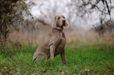 Meraklı genç bir Weimaraner yavrusu gün batımında çimenli bir tarlada oturur, yeşil bir yakayla yukarıya bakar, dış mekan sükunetini somutlaştırır..