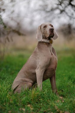 Meraklı genç bir Weimaraner yavrusu gün batımında çimenli bir tarlada oturur, yeşil bir yakayla yukarıya bakar, dış mekan sükunetini somutlaştırır..