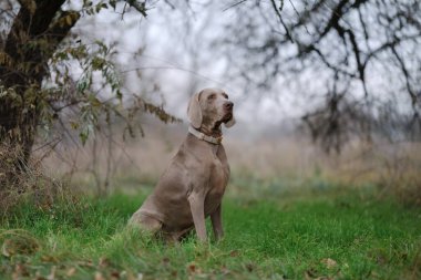 Meraklı genç bir Weimaraner yavrusu gün batımında çimenli bir tarlada oturur, yeşil bir yakayla yukarıya bakar, dış mekan sükunetini somutlaştırır..