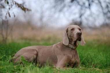 Meraklı genç bir Weimaraner yavrusu gün batımında çimenli bir tarlada uzanır, yeşil bir yakayla yukarıya bakar, dış mekan sükunetini somutlaştırır..