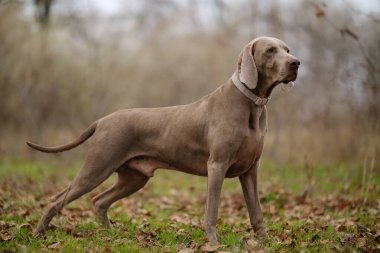 Uyanık bir Weimaraner köpeği, gün batımında çimenli bir arazide duruyor, yeşil yakalı, sakin doğal bir manzarada zarif bir duruş sergiliyor..