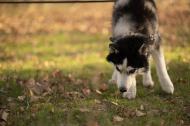 Sonbaharda en sevdiğiniz köpeğinizle parkta yürüyüş yapmak. Köpeğinle parkta sonbahar yürüyüşü..