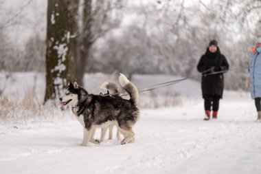 Kadınlar kışın iri köpeklerini parkta gezdirirler. Hayvanlarıyla kış yürüyüşü.