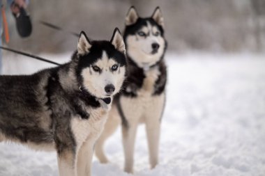 Kadınlar kışın iri köpeklerini parkta gezdirirler. Hayvanlarıyla kış yürüyüşü.