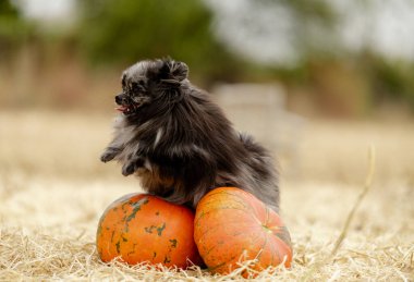 Tatlı Pomeranya yavruları Cadılar Bayramı arifesinde turuncu balkabaklarının yanındaki tarlada otururlar. Cadılar Bayramı için hazırlanılıyor.